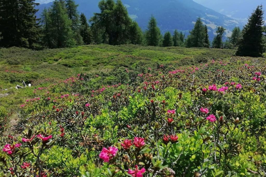 Haus Gruenfels Apartment Murau Dış mekan fotoğraf